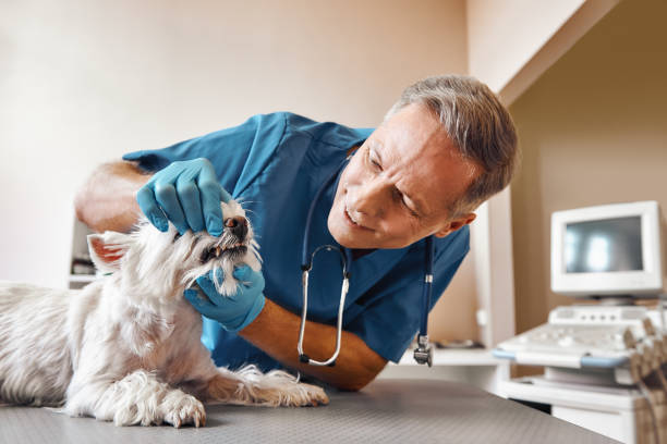 Best Emergency Gum Treatment in , NC